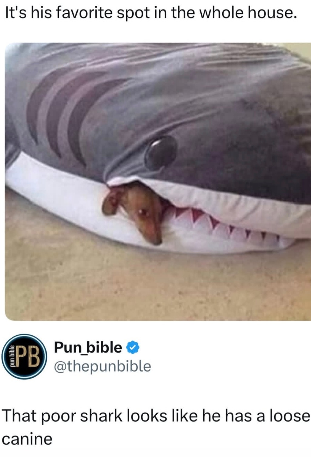 It's his favorite spot in the whole house. Pun_bible @thepunbible That poor shark looks like he has a loose canine