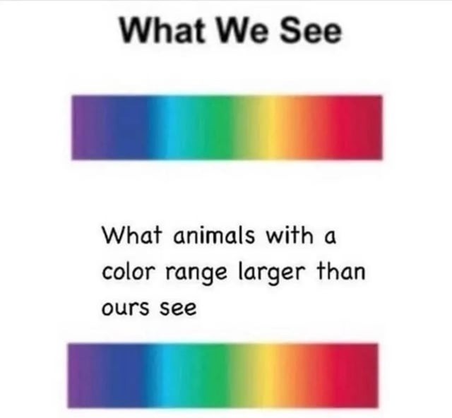 What We See. What animals with a color range larger than ours see.