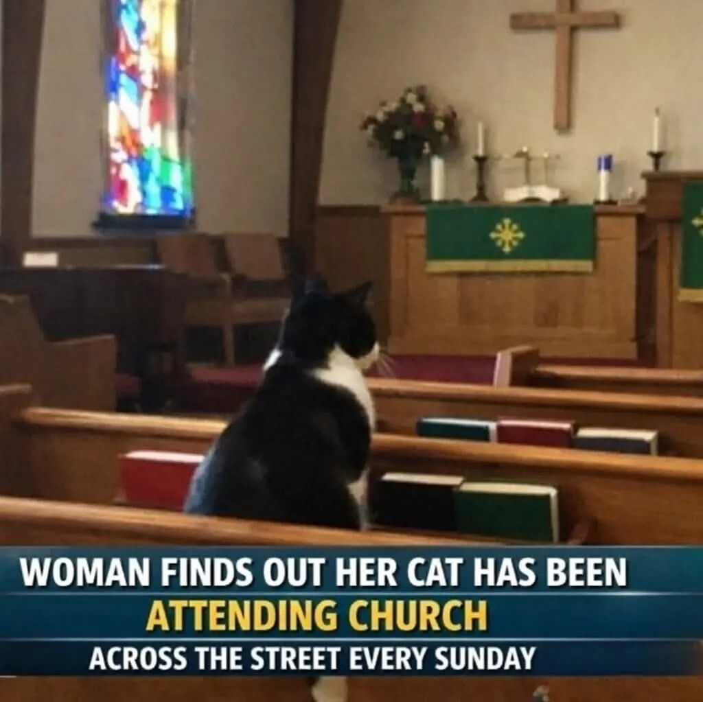WOMAN FINDS OUT HER CAT HAS BEEN ATTENDING CHURCH ACROSS THE STREET EVERY SUNDAY