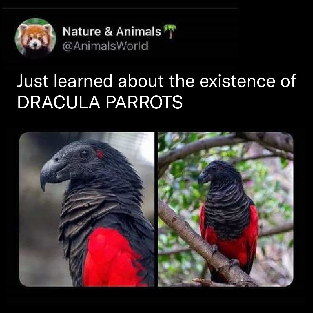 Just learned about the existence of DRACULA PARROTS
