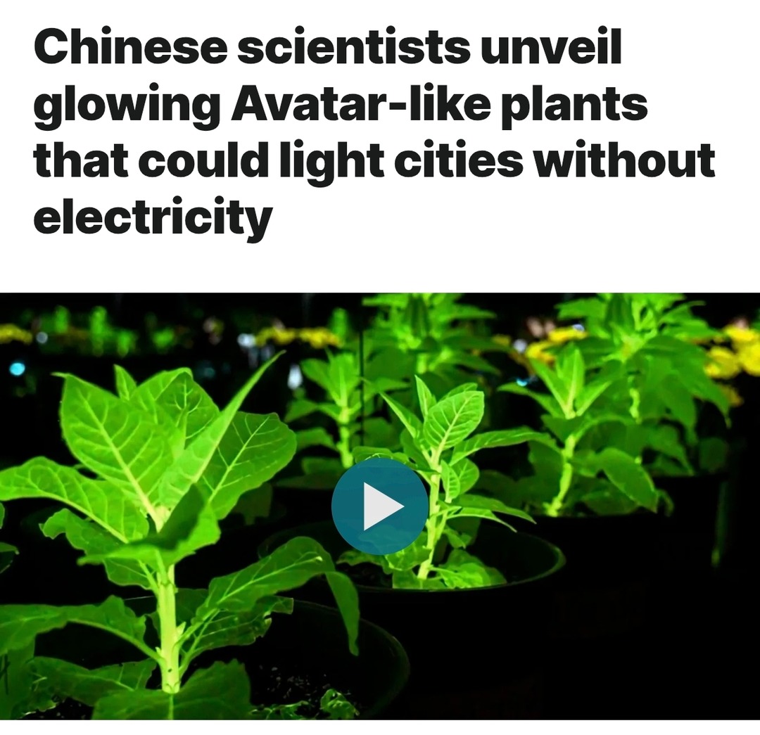 Chinese scientists unveil glowing Avatar-like plants that could light cities without electricity