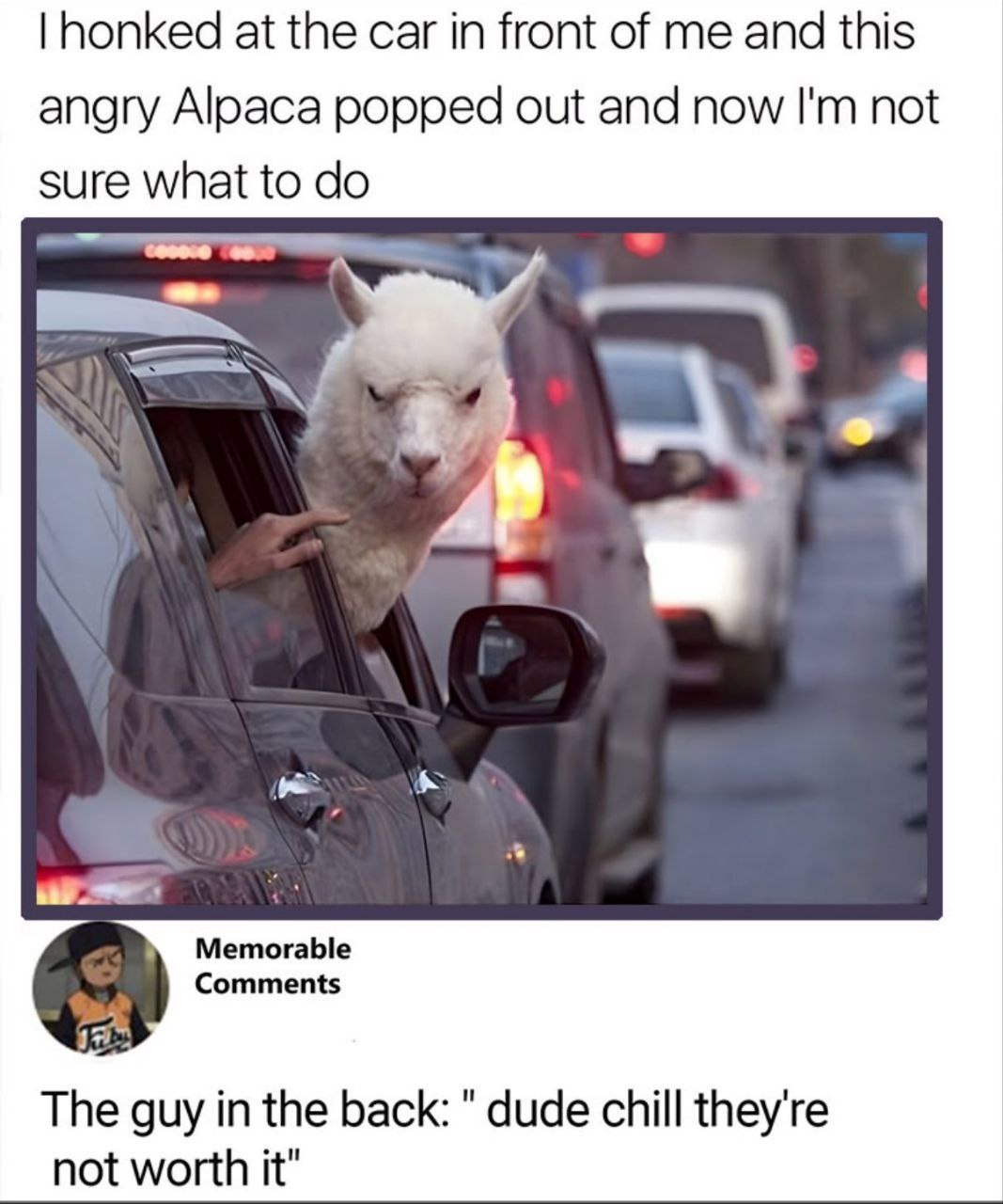I honked at the car in front of me and this angry Alpaca popped out and now I'm not sure what to do. The guy in the back: 