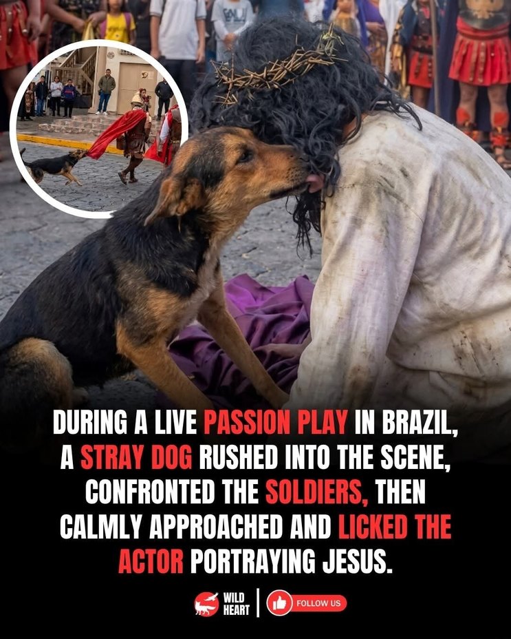 DURING A LIVE PASSION PLAY IN BRAZIL, A STRAY DOG RUSHED INTO THE SCENE, CONFRONTED THE SOLDIERS, THEN CALMLY APPROACHED AND LICKED THE ACTOR PORTRAYING JESUS. WILD HEART FOLLOW US