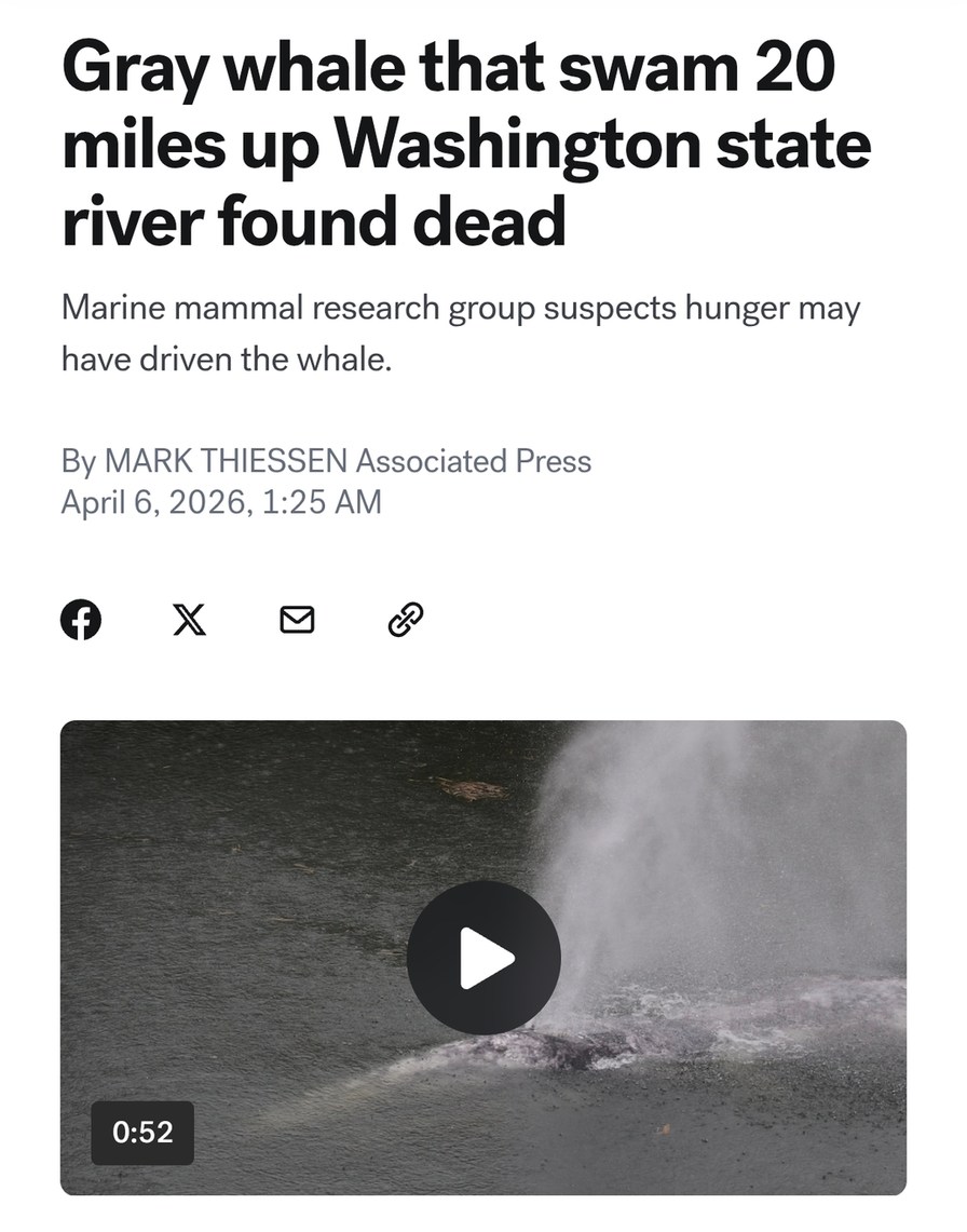 Gray whale that swam 20 miles up Washington state river found dead. Marine mammal research group suspects hunger may have driven the whale. By MARK THIESSEN Associated Press April 6, 2026, 1:25 AM