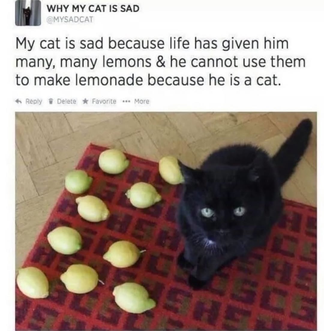 WHY MY CAT IS SAD @MYSADCAT My cat is sad because life has given him many, many lemons & he cannot use them to make lemonade because he is a cat. Reply Delete Favorite More