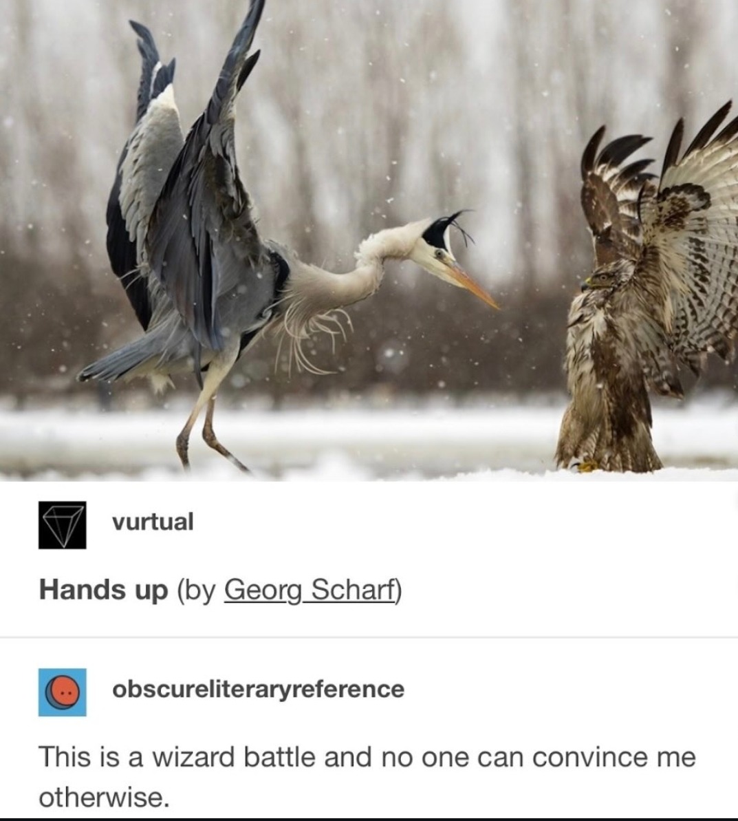 vurtual Hands up (by Georg Scharf) obscureliteraryreference This is a wizard battle and no one can convince me otherwise. The image depicts two birds, a grey heron and a buzzard, in a snowy landscape. The heron is in a dramatic pose with its wings spread, facing the buzzard, which also has its wings partially open. Snow is falling around them.