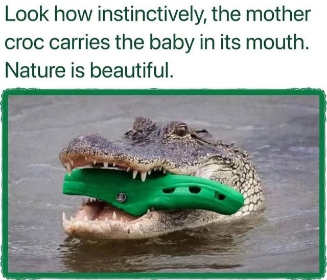Look how instinctively, the mother croc carries the baby in its mouth. Nature is beautiful.