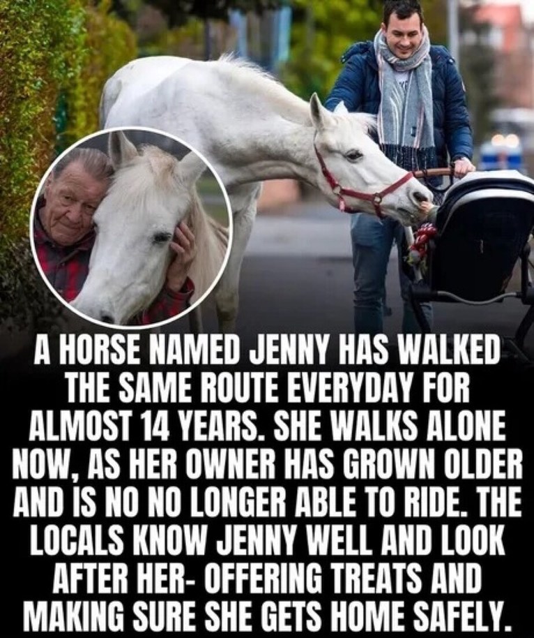 A horse named Jenny has walked the same route everyday for almost 14 years. She walks alone now, as her owner has grown older and is no longer able to ride. The locals know Jenny well and look after her - offering treats and making sure she gets home safely.