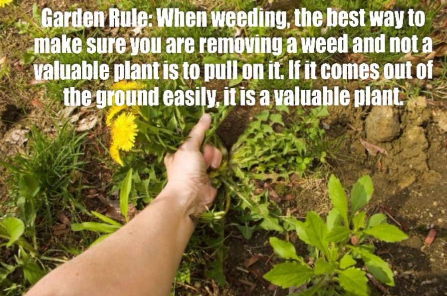 Garden Rule: When weeding, the best way to make sure you are removing a weed and not a valuable plant is to pull on it. If it comes out of the ground easily, it is a valuable plant.