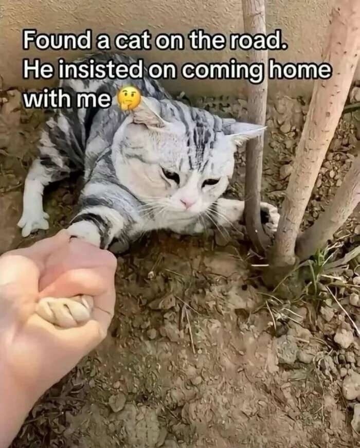 Found a cat on the road. He insisted on coming home with me 🤔