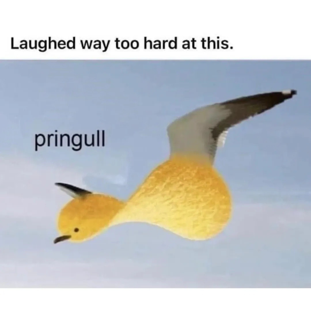 Laughed way too hard at this. pringull