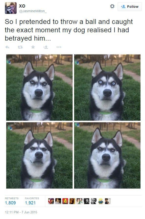 So I pretended to throw a ball and caught the exact moment my dog realised I had betrayed him...