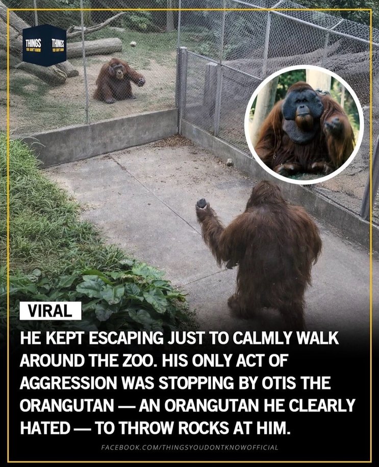VIRAL HE KEPT ESCAPING JUST TO CALMLY WALK AROUND THE ZOO. HIS ONLY ACT OF AGGRESSION WAS STOPPING BY OTIS THE ORANGUTAN — AN ORANGUTAN HE CLEARLY HATED — TO THROW ROCKS AT HIM. THINGS YOU DON'T KNOW