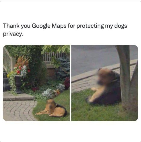 Thank you Google Maps for protecting my dogs privacy.