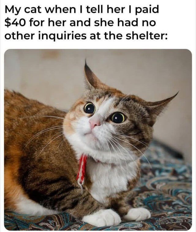 My cat when I tell her I paid $40 for her and she had no other inquiries at the shelter: