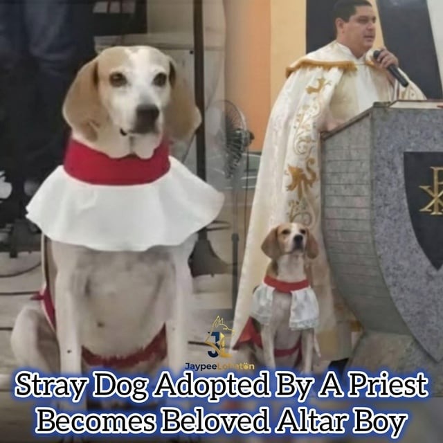 Stray Dog Adopted By A Priest Becomes Beloved Altar Boy