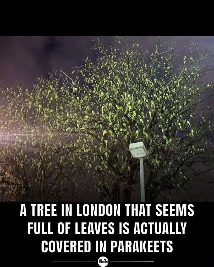 A tree in London that seems full of leaves is actually covered in parakeets.