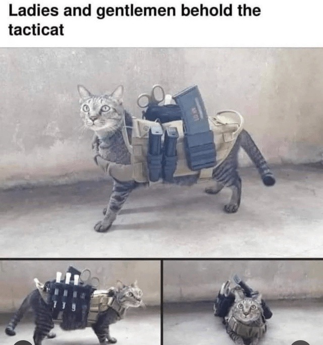 Ladies and gentlemen behold the tacticat