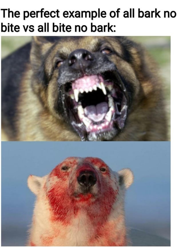 The perfect example of all bark no bite vs all bite no bark: A German Shepherd dog snarling aggressively, showing its teeth. A polar bear with blood on its face and fur.