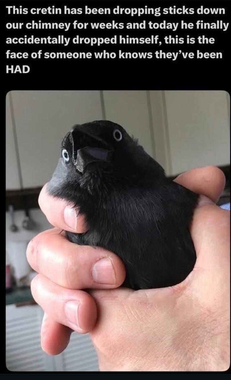 This cretin has been dropping sticks down our chimney for weeks and today he finally accidentally dropped himself, this is the face of someone who knows they've been HAD