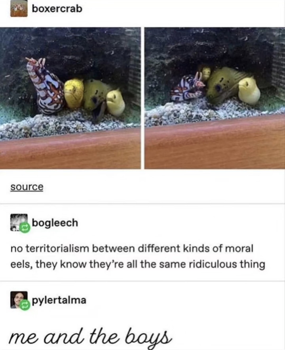 boxercrab source bogleech no territorialism between different kinds of moral eels, they know they're all the same ridiculous thing pylertalma me and the boys