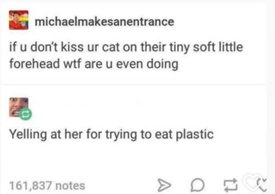 if u don't kiss ur cat on their tiny soft little forehead wtf are u even doing Yelling at her for trying to eat plastic
