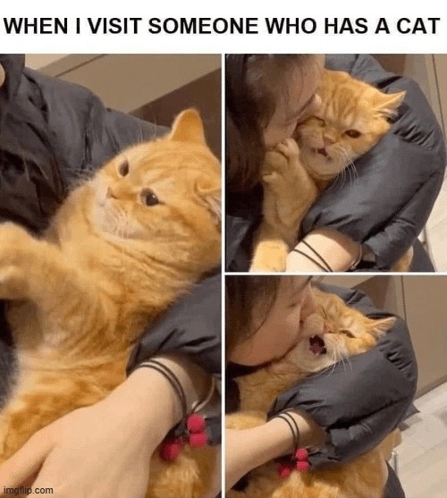 WHEN I VISIT SOMEONE WHO HAS A CAT. A person is hugging and kissing an orange cat, which looks increasingly uncomfortable and squished in each frame.