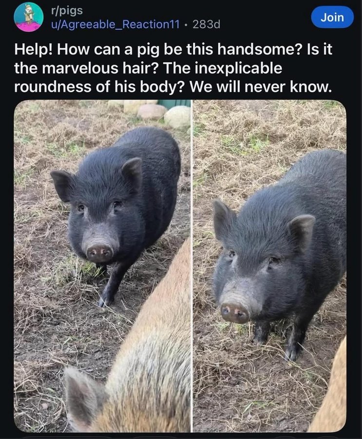 Help! How can a pig be this handsome? Is it the marvelous hair? The inexplicable roundness of his body? We will never know.