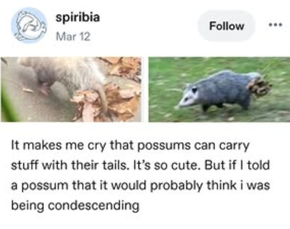 spiribia Mar 12 Follow It makes me cry that possums can carry stuff with their tails. It's so cute. But if I told a possum that it would probably think i was being condescending