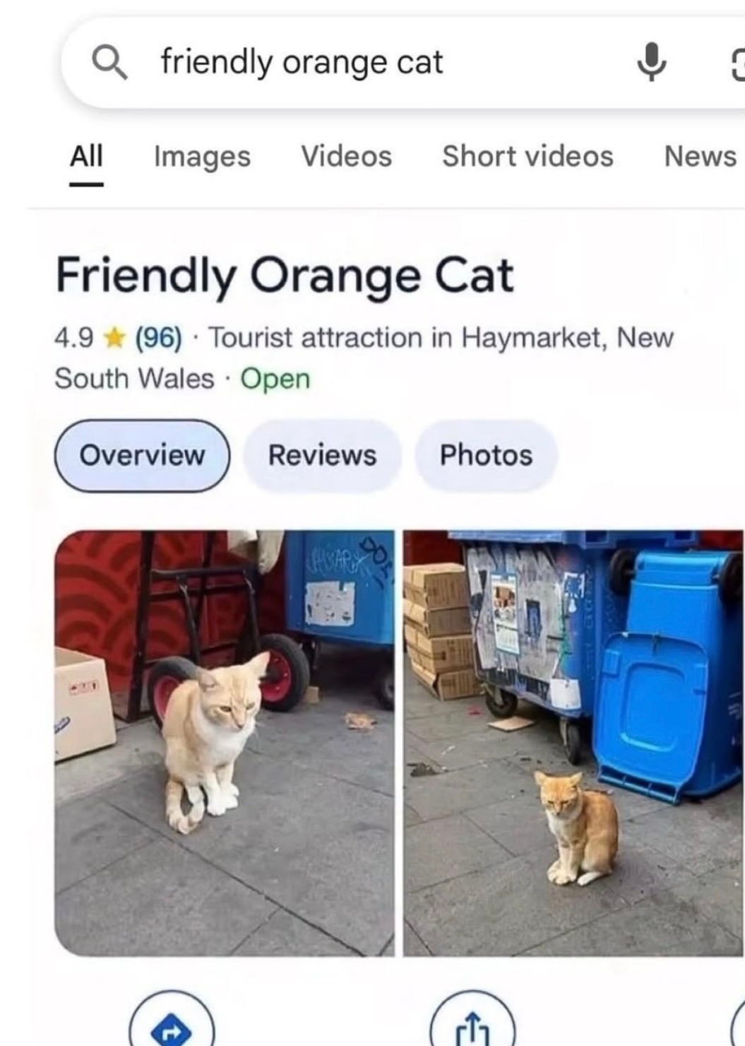 friendly orange cat All Images Videos Short videos News Friendly Orange Cat 4.9 (96) Tourist attraction in Haymarket, New South Wales Open Overview Reviews Photos. The image shows a Google search result for 'friendly orange cat' which is listed as a tourist attraction, with photos of a somewhat sad-looking orange cat sitting on a sidewalk next to t