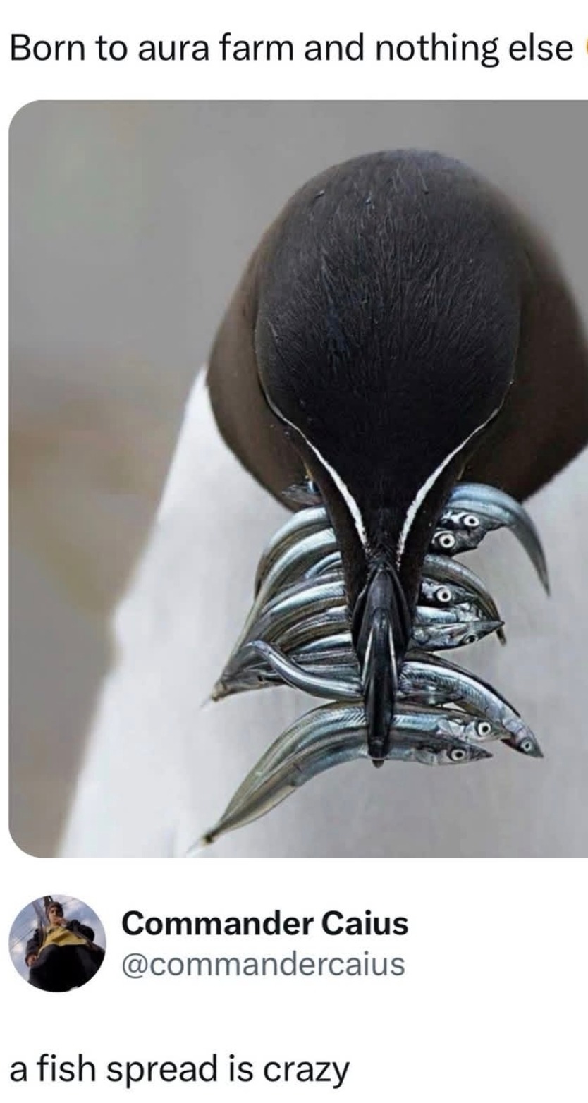 Born to aura farm and nothing else. Commander Caius @commandercaius. a fish spread is crazy.