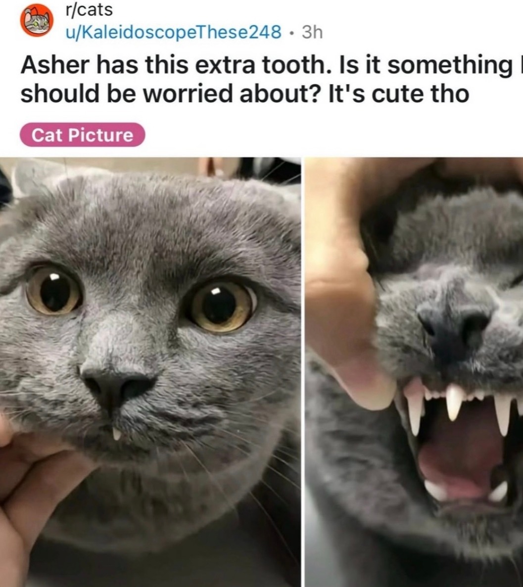 r/cats u/KaleidoscopeThese248 • 3h Asher has this extra tooth. Is it something I should be worried about? It's cute tho Cat Picture