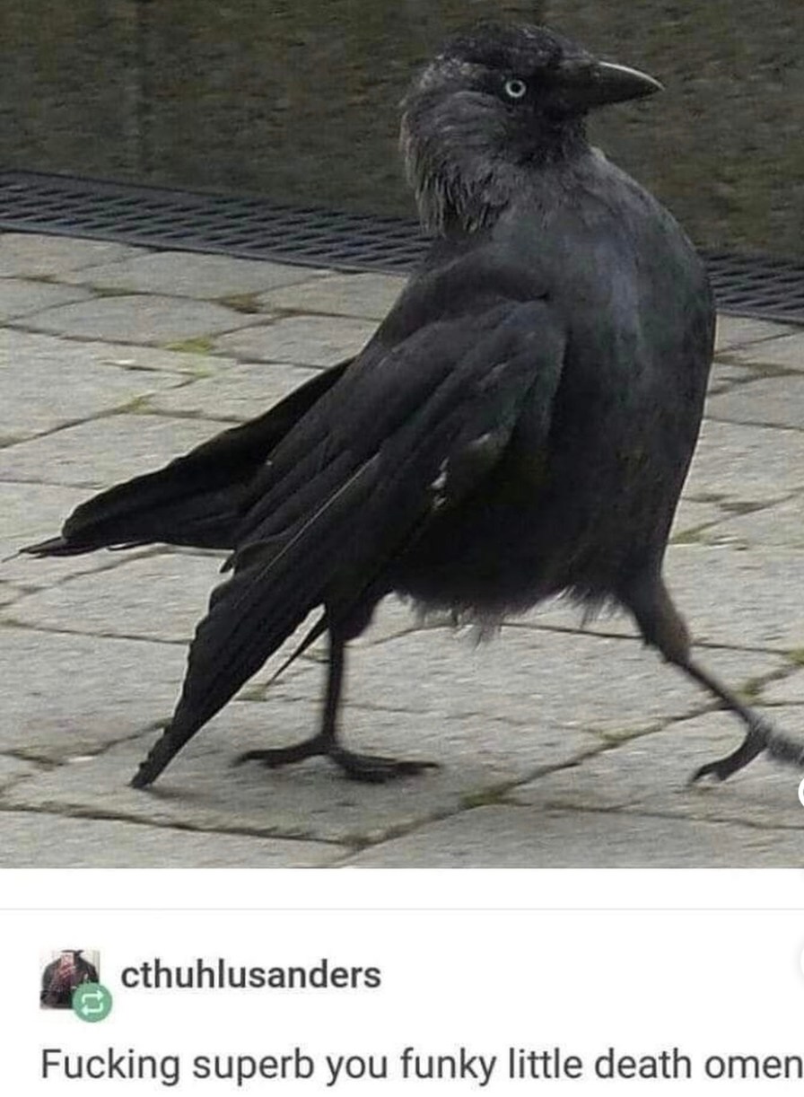 Fucking superb you funky little death omen