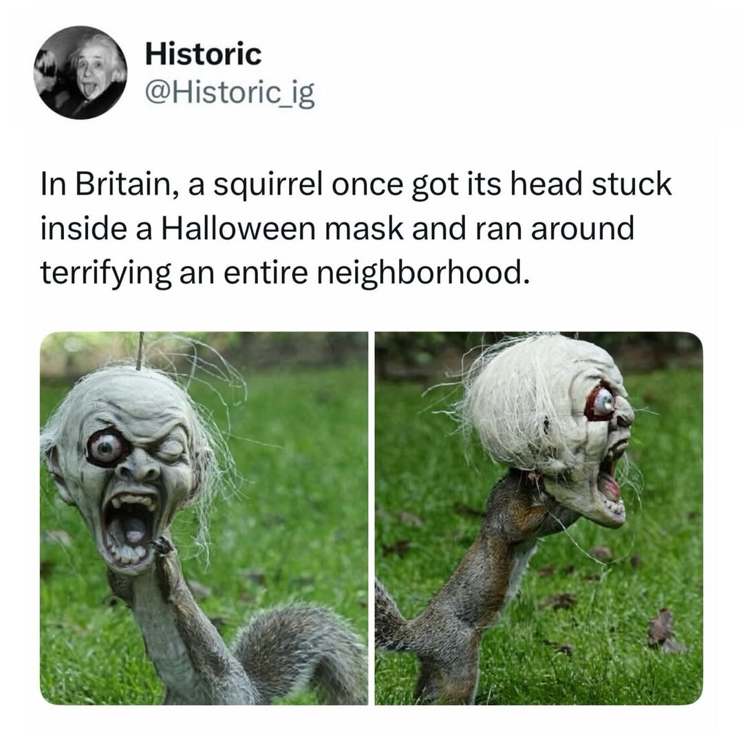Historic @Historic_ig In Britain, a squirrel once got its head stuck inside a Halloween mask and ran around terrifying an entire neighborhood.