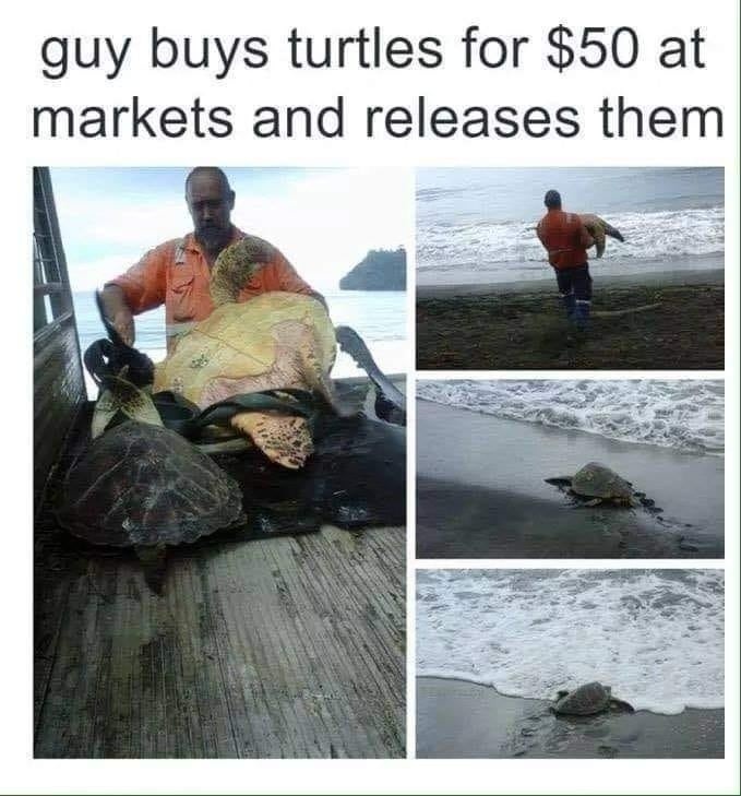 guy buys turtles for $50 at markets and releases them