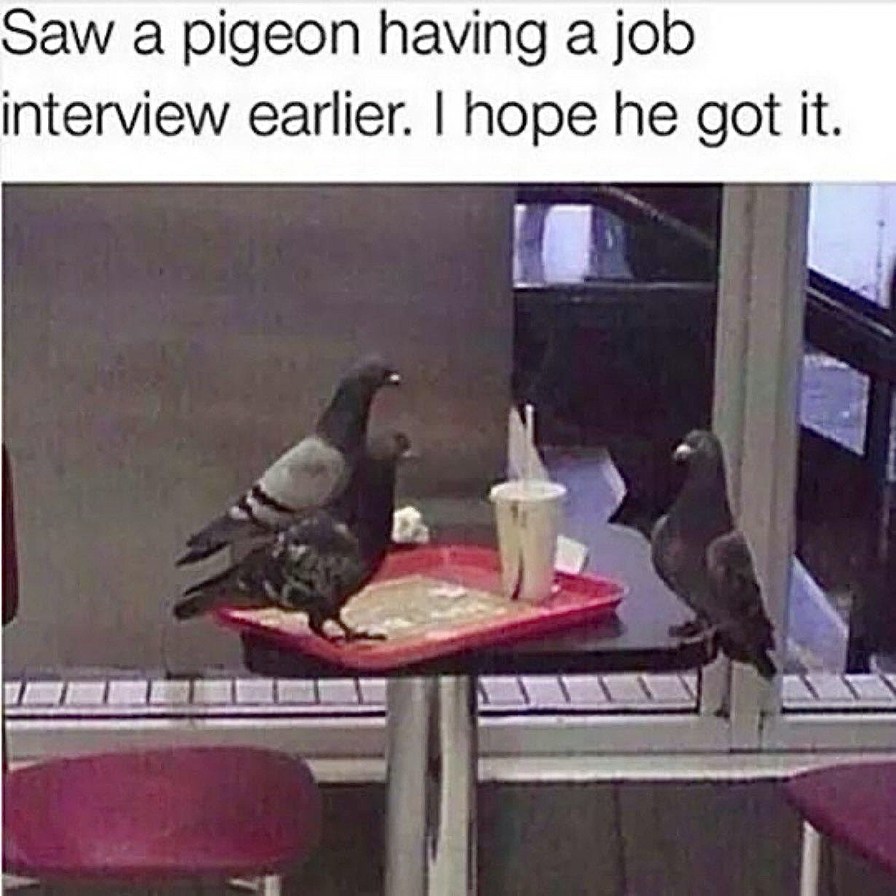 Saw a pigeon having a job interview earlier. I hope he got it.