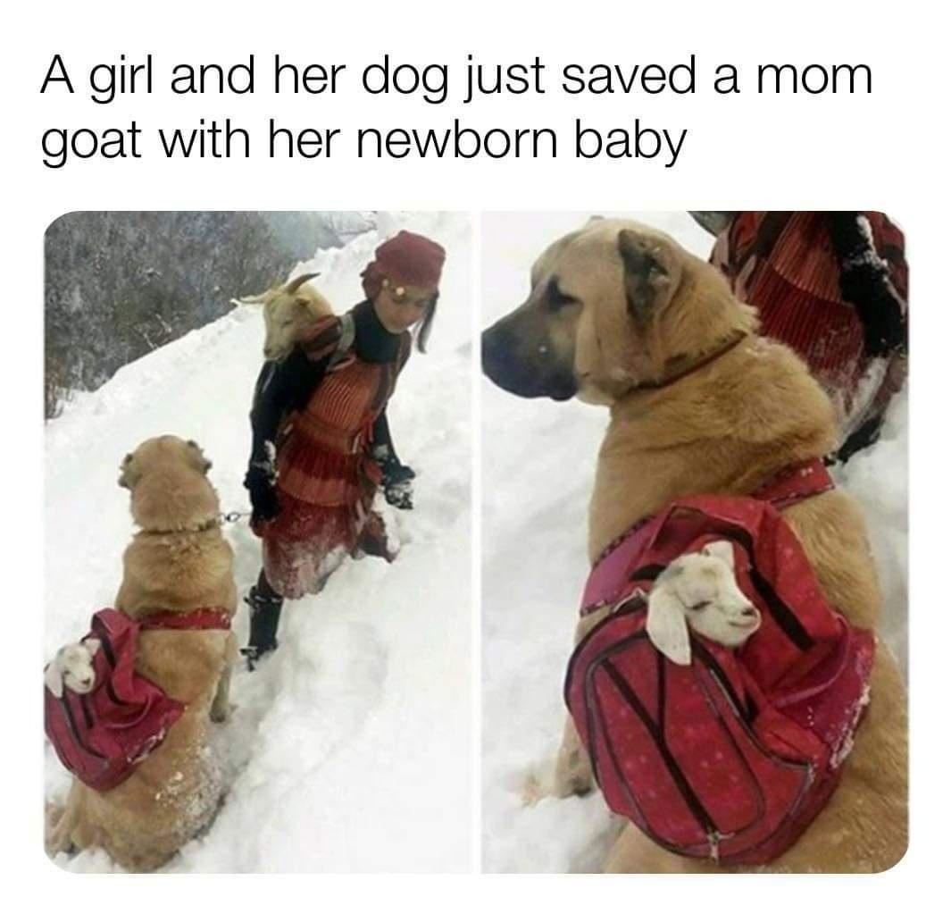 A girl and her dog just saved a mom goat with her newborn baby