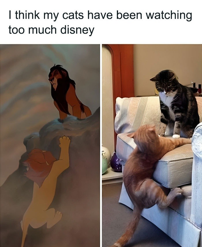 I think my cats have been watching too much disney. A meme comparing a dramatic scene from Disney's 'The Lion King' where Scar looks down at Simba hanging from a cliff, with two real cats mimicking the scene on a couch. One ginger cat is hanging from the side of a cushion, while a tabby cat sits on top, looking down.