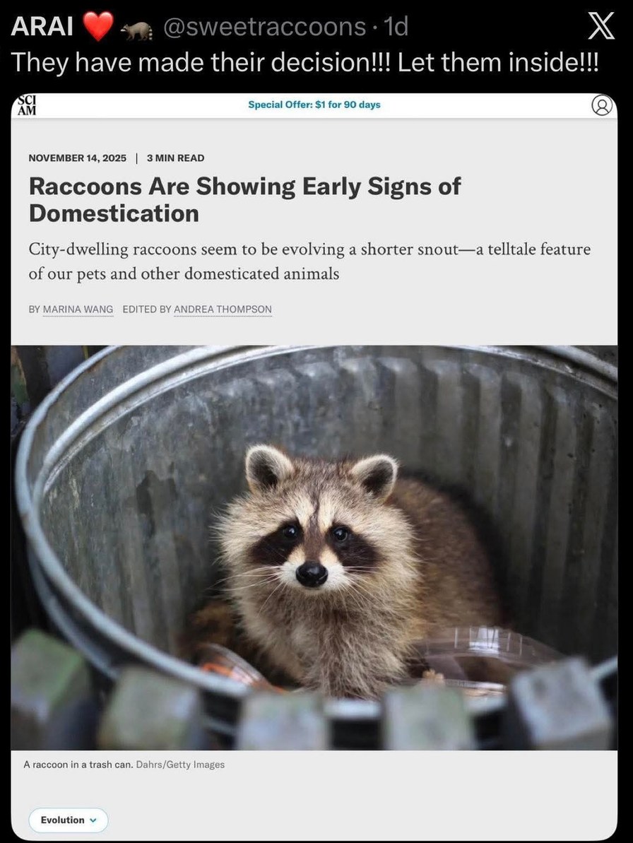 ARAI ❤️🦝 @sweetraccoons 1d They have made their decision!!! Let them inside!!! SCI AM Special Offer: $1 for 90 days NOVEMBER 14, 2025 | 3 MIN READ Raccoons Are Showing Early Signs of Domestication City-dwelling raccoons seem to be evolving a shorter snout—a telltale feature of our pets and other domesticated animals BY MARINA WANG EDITED BY ANDREA 