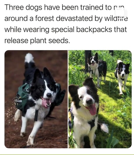 Three dogs have been trained to run around a forest devastated by wildfire while wearing special backpacks that release plant seeds.