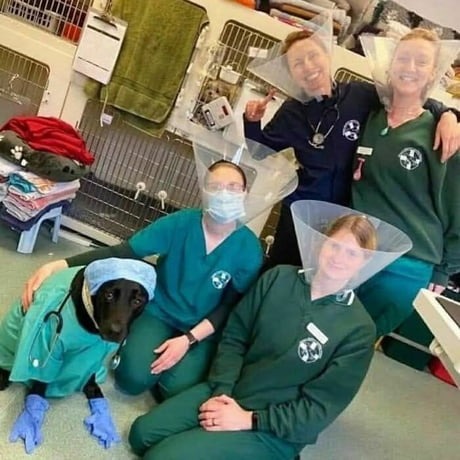 A group of veterinary staff members posing with a dog dressed as a doctor. The dog is wearing scrubs, a surgical cap, and gloves, with a stethoscope. Some of the staff members are humorously wearing Elizabethan collars on their heads, mimicking the dog.