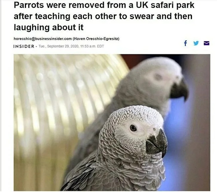 Parrots were removed from a UK safari park after teaching each other to swear and then laughing about it