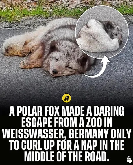 A POLAR FOX MADE A DARING ESCAPE FROM A ZOO IN WEISSWASSER, GERMANY ONLY TO CURL UP FOR A NAP IN THE MIDDLE OF THE ROAD.
