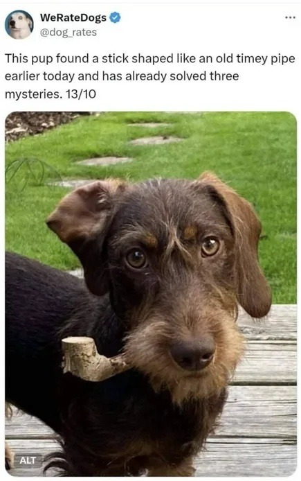 This pup found a stick shaped like an old timey pipe earlier today and has already solved three mysteries. 13/10
