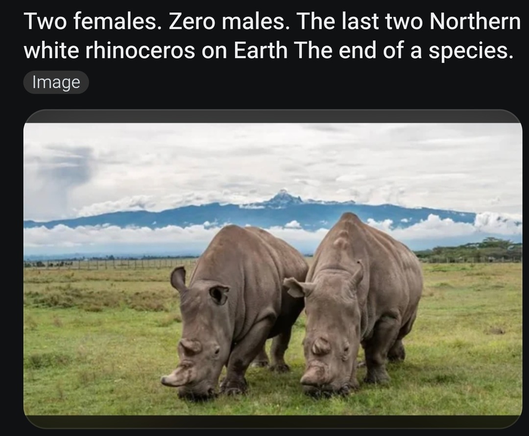 Two females. Zero males. The last two Northern white rhinoceros on Earth. The end of a species.