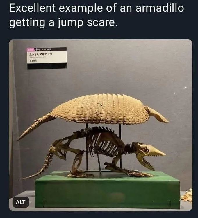 Excellent example of an armadillo getting a jump scare.