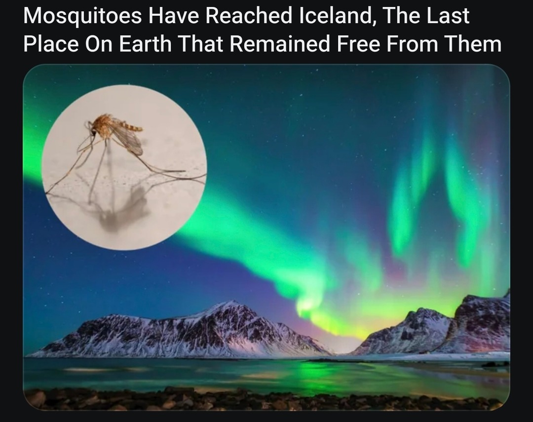 Mosquitoes Have Reached Iceland, The Last Place On Earth That Remained Free From Them