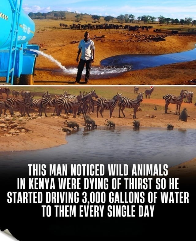 THIS MAN NOTICED WILD ANIMALS IN KENYA WERE DYING OF THIRST SO HE STARTED DRIVING 3,000 GALLONS OF WATER TO THEM EVERY SINGLE DAY