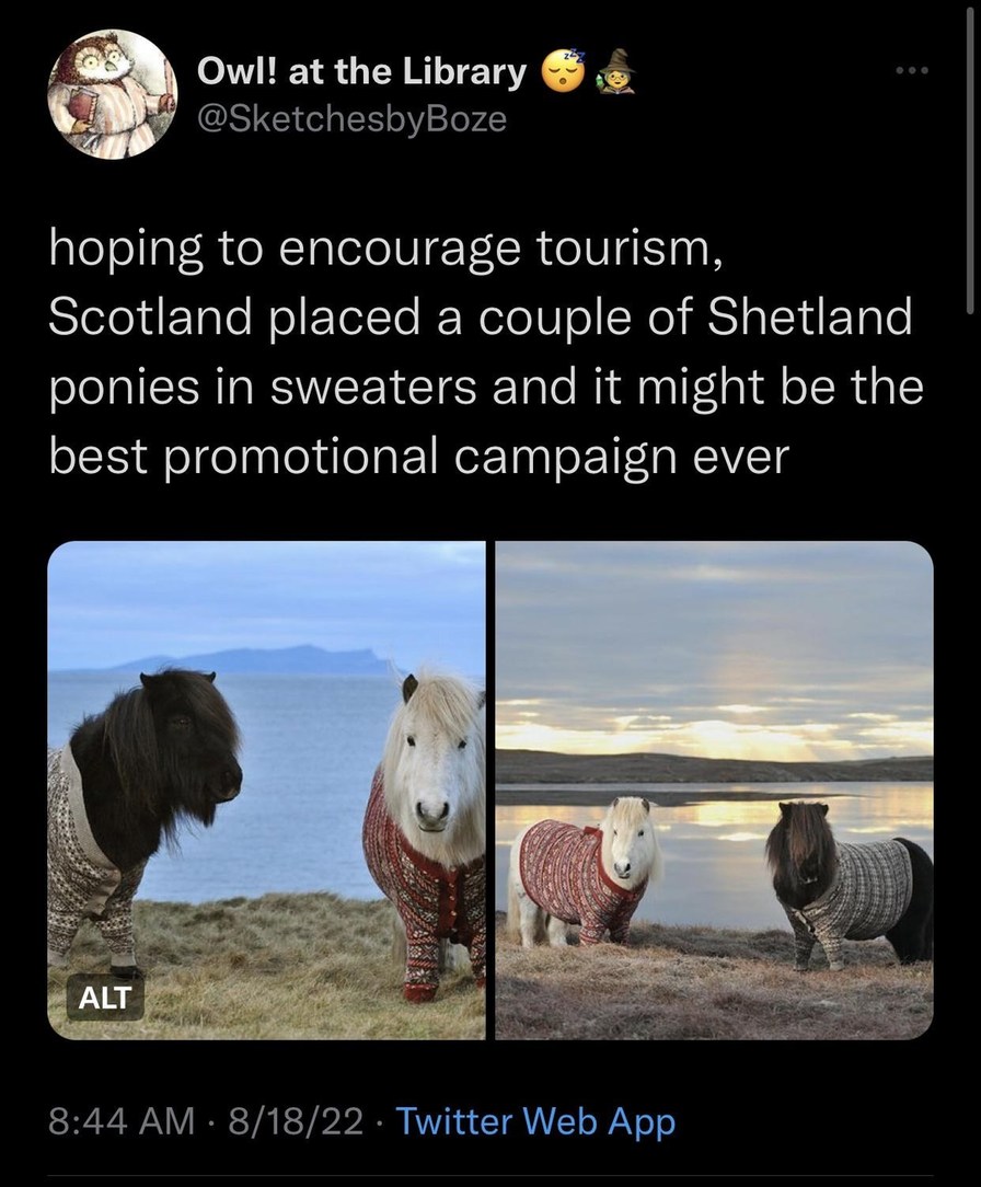 Owl! at the Library @SketchesbyBoze hoping to encourage tourism, Scotland placed a couple of Shetland ponies in sweaters and it might be the best promotional campaign ever ALT 8:44 AM · 8/18/22 · Twitter Web App