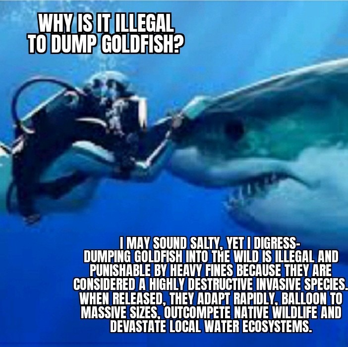 WHY IS IT ILLEGAL TO DUMP GOLDFISH?
I MAY SOUND SALTY, YET I DIGRESS-
DUMPING GOLDFISH INTO THE WILD IS ILLEGAL AND PUNISHABLE BY HEAVY FINES BECAUSE THEY ARE CONSIDERED A HIGHLY DESTRUCTIVE INVASIVE SPECIES. WHEN RELEASED, THEY ADAPT RAPIDLY, BALLOON TO MASSIVE SIZES, OUTCOMPETE NATIVE WILDLIFE AND DEVASTATE LOCAL WATER ECOSYSTEMS.
